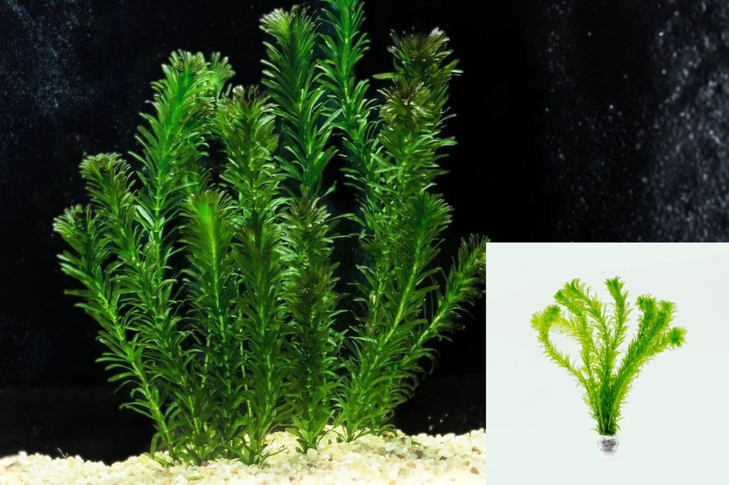 Anacharis Live Aquarium Plants – Approx. 20 Stems – Freshwater Aquatic Plant