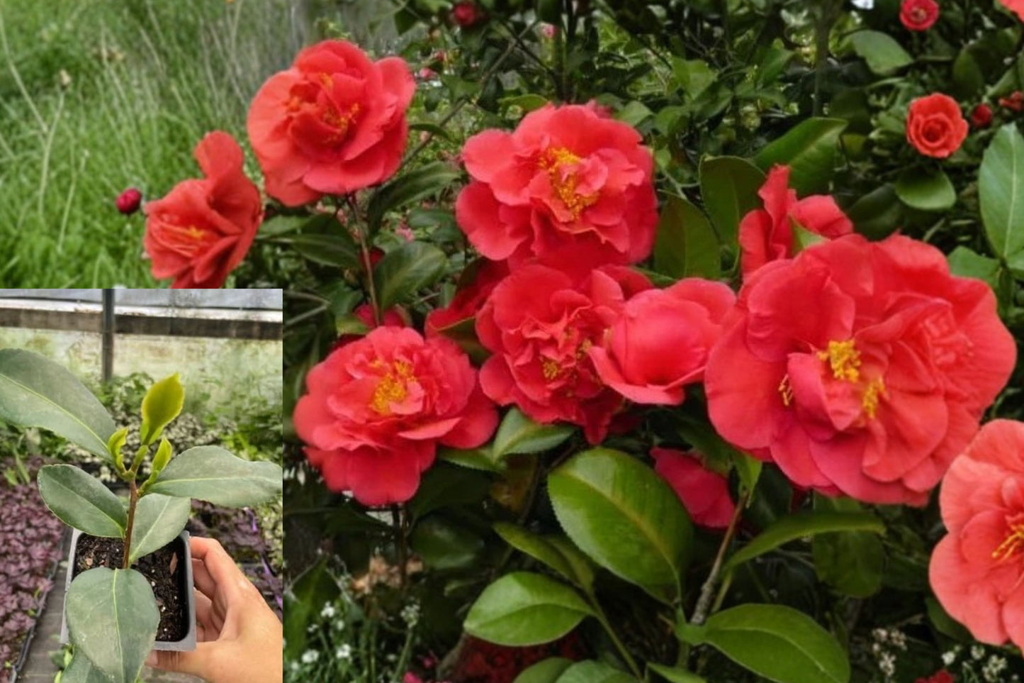 Red Camellia Live Plant – 1 Plant in 4-Inch Pot