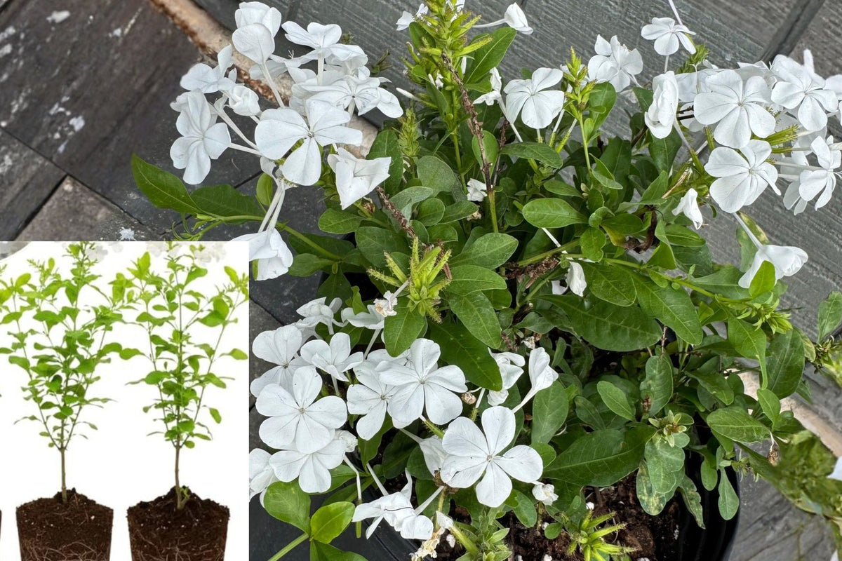 3 White Plumbago Live Plants, 3–5 Inch Rooted Flower Starters, Perennial Patio Garden Plants