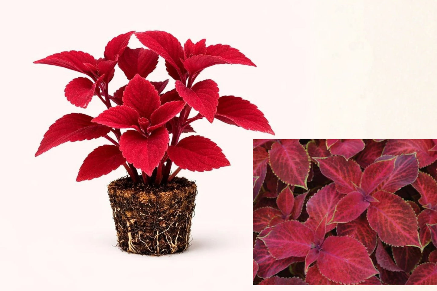 Coleus ‘Ox Blood’ 2 Live Starter Plugs – Deep Burgundy Foliage
