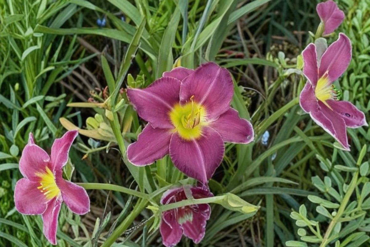 Phoenician Ruffles Daylily 1 Bare Root Plant – Hemerocallis – Purple Rebloomer