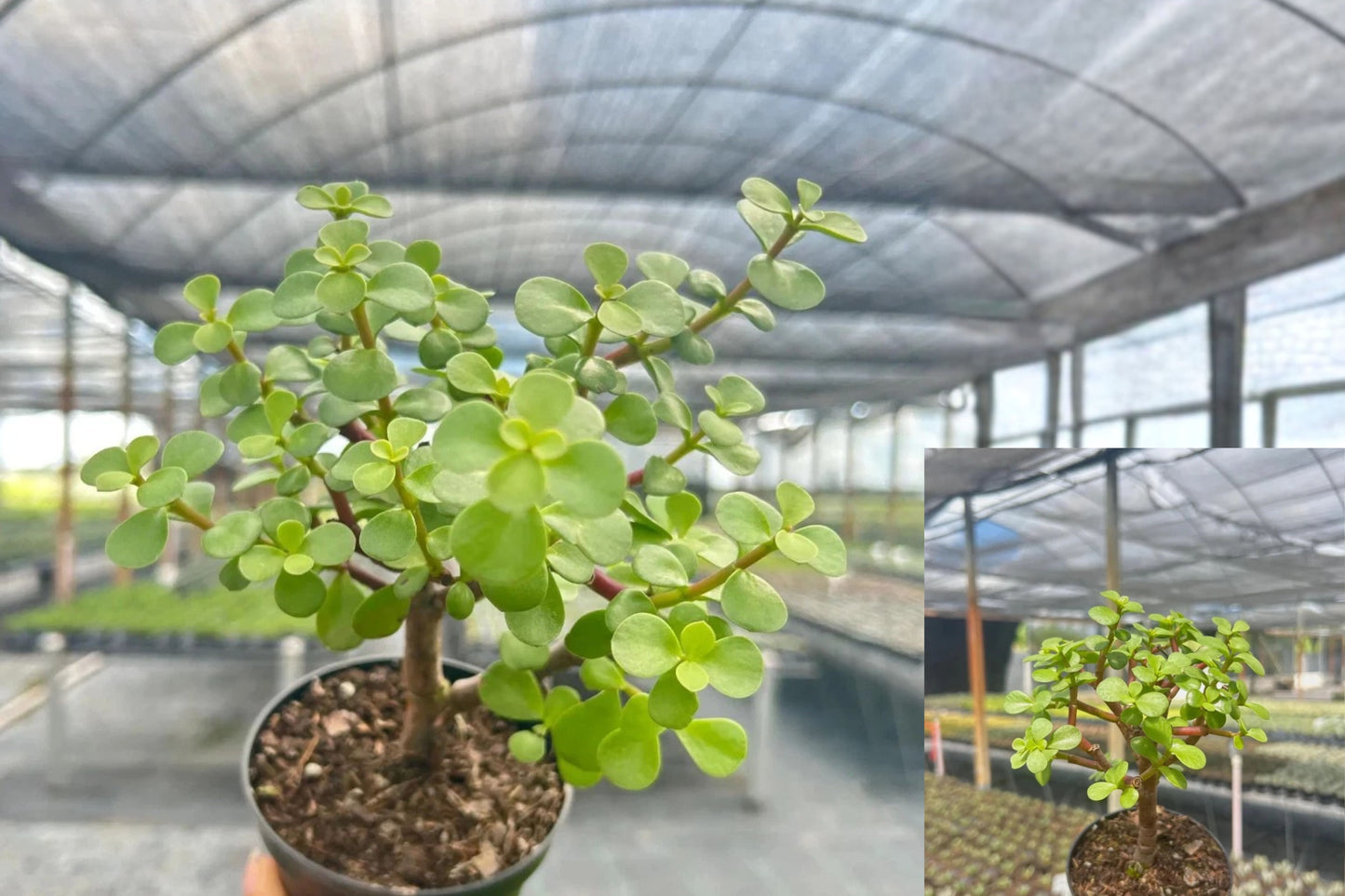 Jade Portulacaria Live Plant – 4 Inch Pot – Portulacaria afra