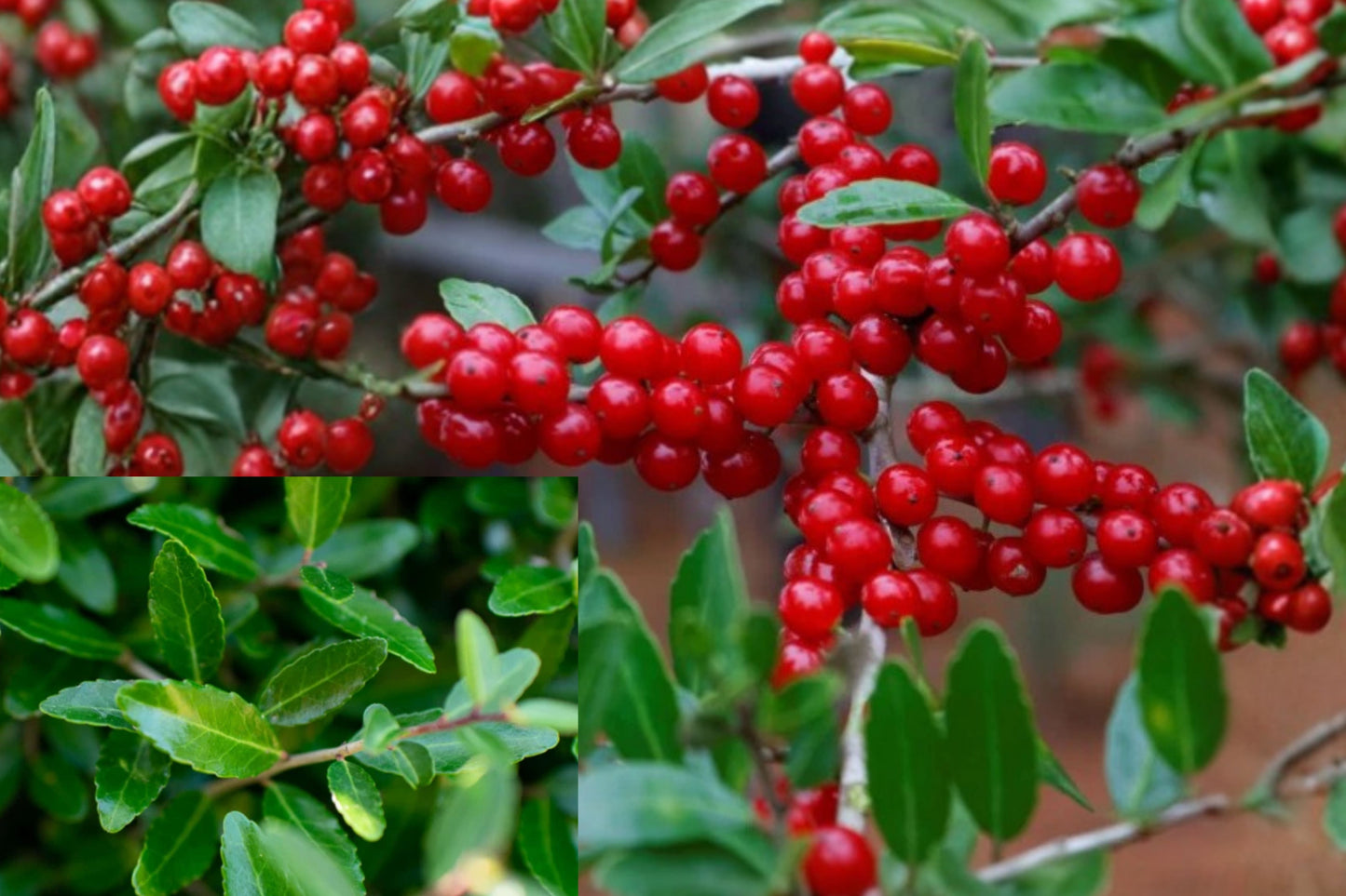 Weeping Yaupon Holly Live Plant 4–6 Inch Starter – Ilex vomitoria