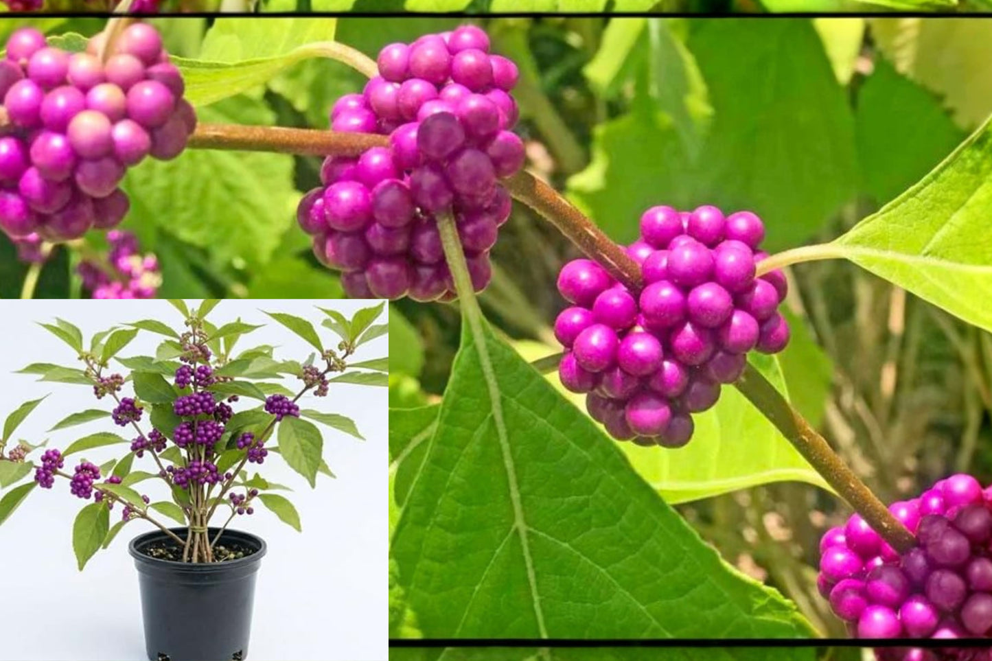 American Beautyberry Live Plant – 1 Gallon – Callicarpa americana