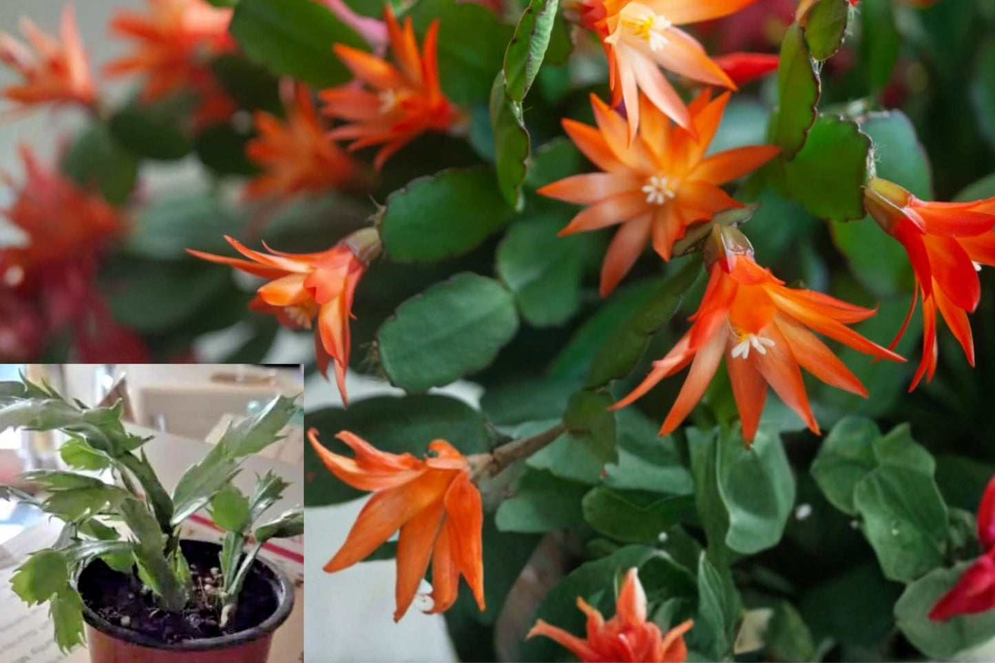 Christmas Cactus 2 Live Plants – 5–6" Tall – Orange Schlumbergera