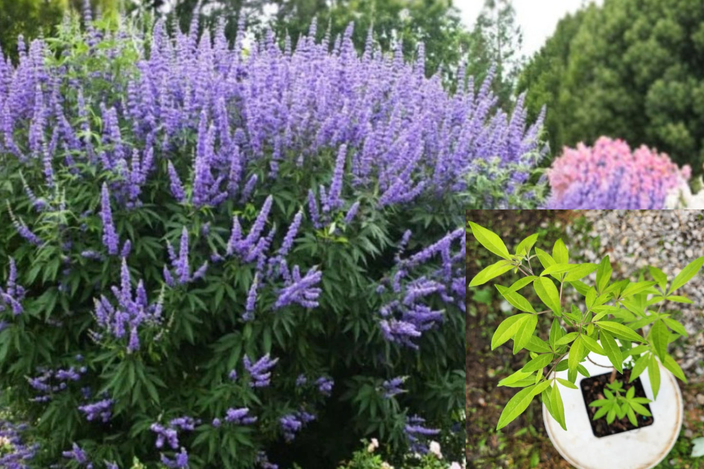 Vitex Chaste Tree Live Plant – 1 Plant – 4-Inch Pot – Vitex agnus-castus