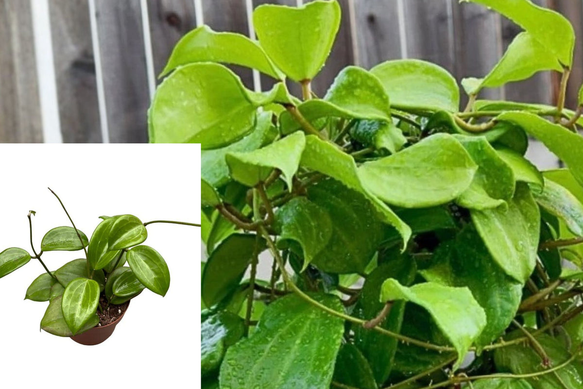 Hoya Quinquenervia Live Plant, 3 Inch Five Veined Hoya, Trailing Tropical Houseplant, Green Foliage Starter, No Pot