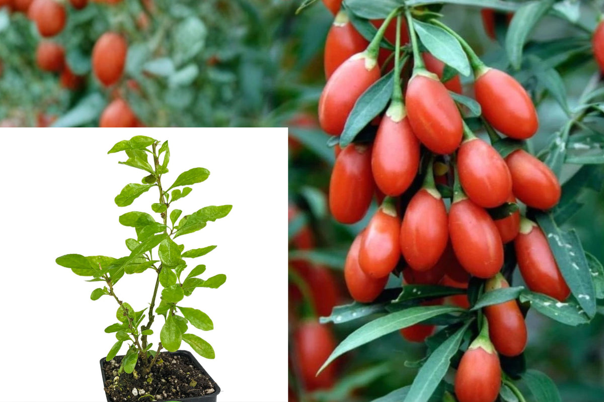 2 Live Goji Berry Plants, 4–8 Inch Tall Fruit Bush Starters, Perennial Edible Garden Plants for Home Growing