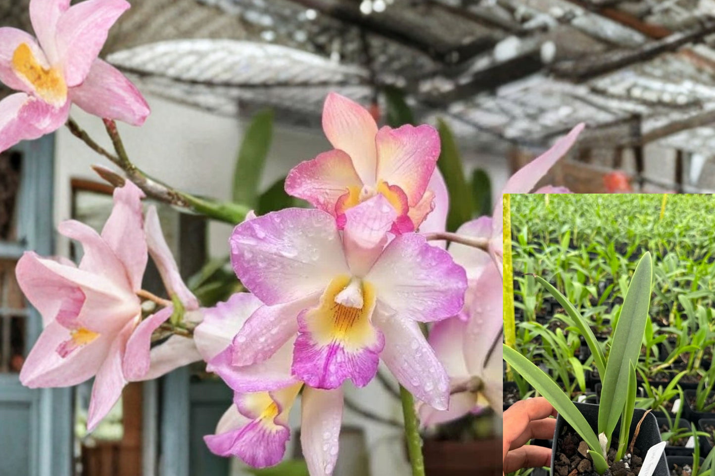 Iwanagara Apple Blossom Orchid Live Plant – Blooming Size Orchid