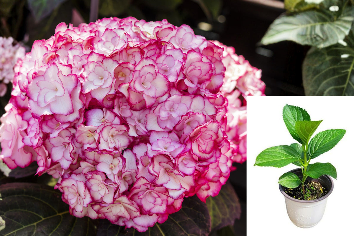 Miss Saori Hydrangea Live Plant, 3–6 Inch Young Shrub, Double Pink and White Flowers, Compact Garden Hydrangea
