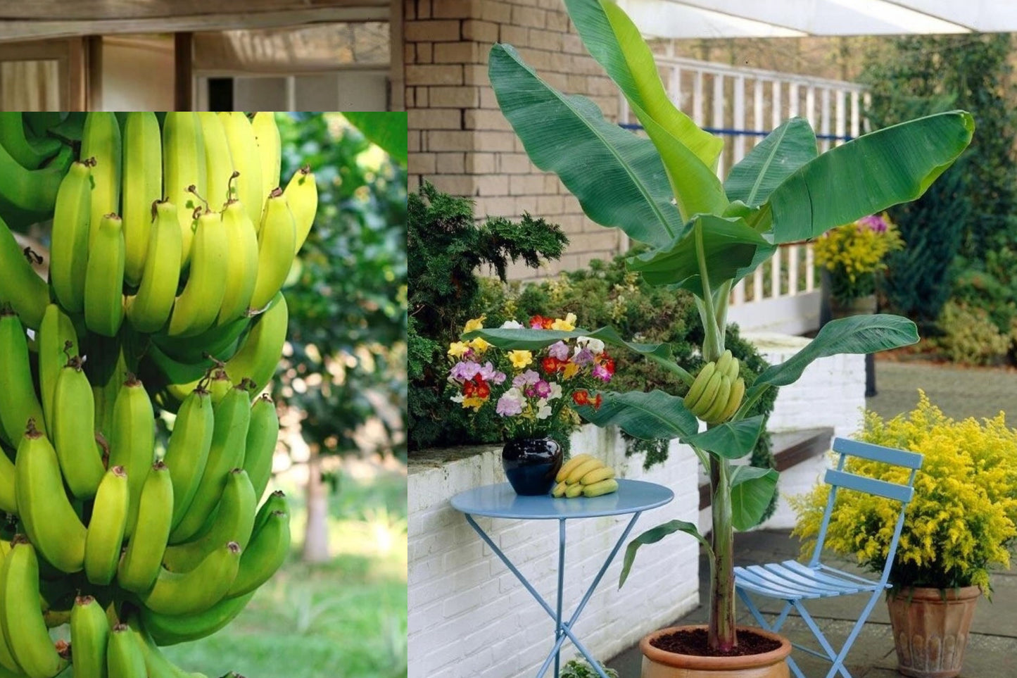 Organic Gran Nain Banana 1 Live Starter Plant – Musa acuminata