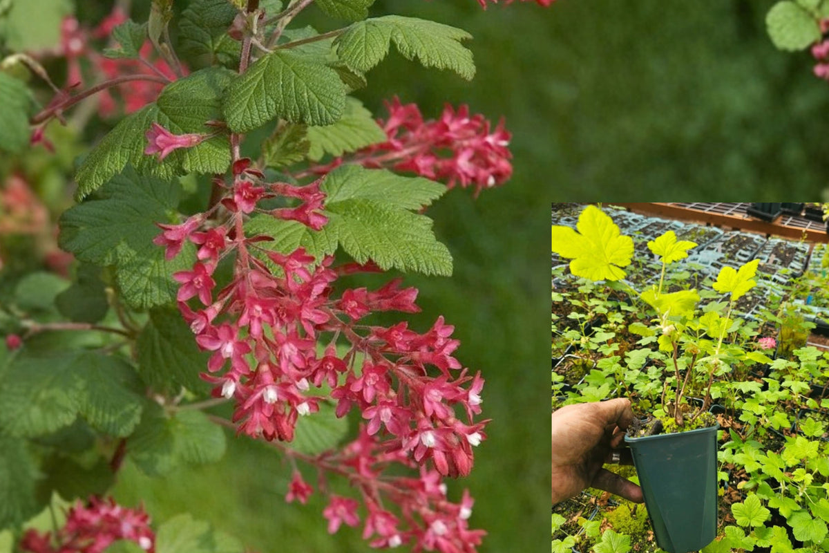 Flowering Currants Live Plant – 1 Young Shrub in Nursery Pot – Ribes sanguineum