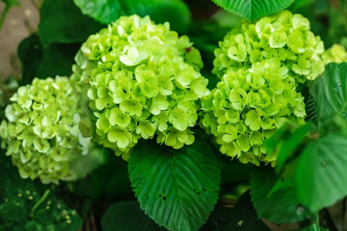 Lime Green Hydrangea Plants – 2 Live Shrubs in 4-Inch Pots – Hydrangea