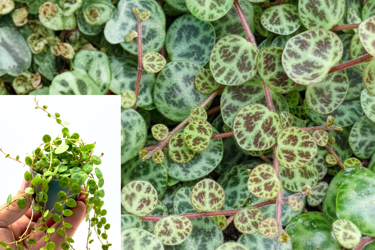 String of Turtles Live Plant, Peperomia Prostrata Starter Plug, Mini Trailing Houseplant, Turtle Pattern Foliage