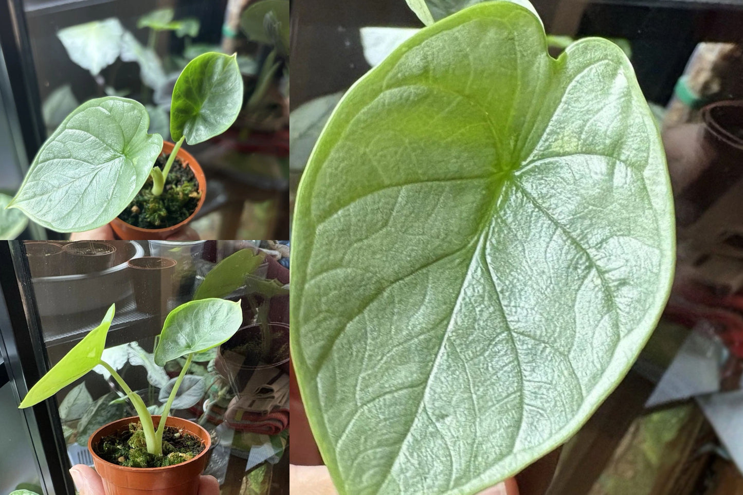 Alocasia Sinuata ‘Rumplestiltzskin’ Live Plant – 2" Pot