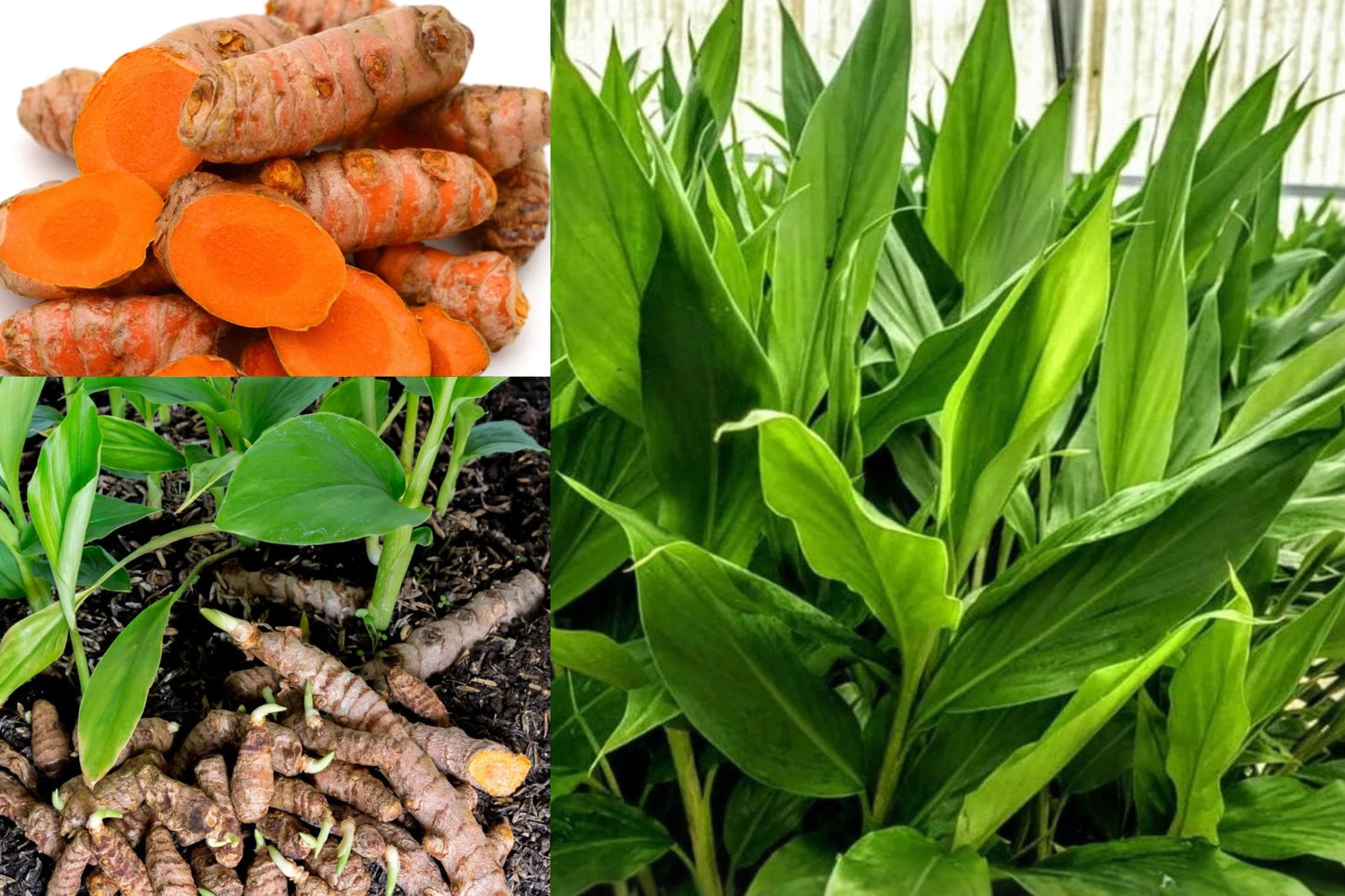 2 Ginger Curcuma Turmeric Live Plants – 5–9 Inch Tall
