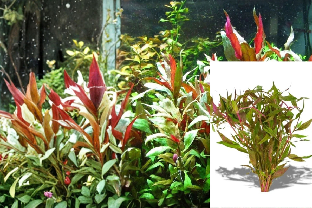 Red Aquarium Plant Bundle – Red Flame Sword, Alternanthera Reineckii & Red Tiger Lotus