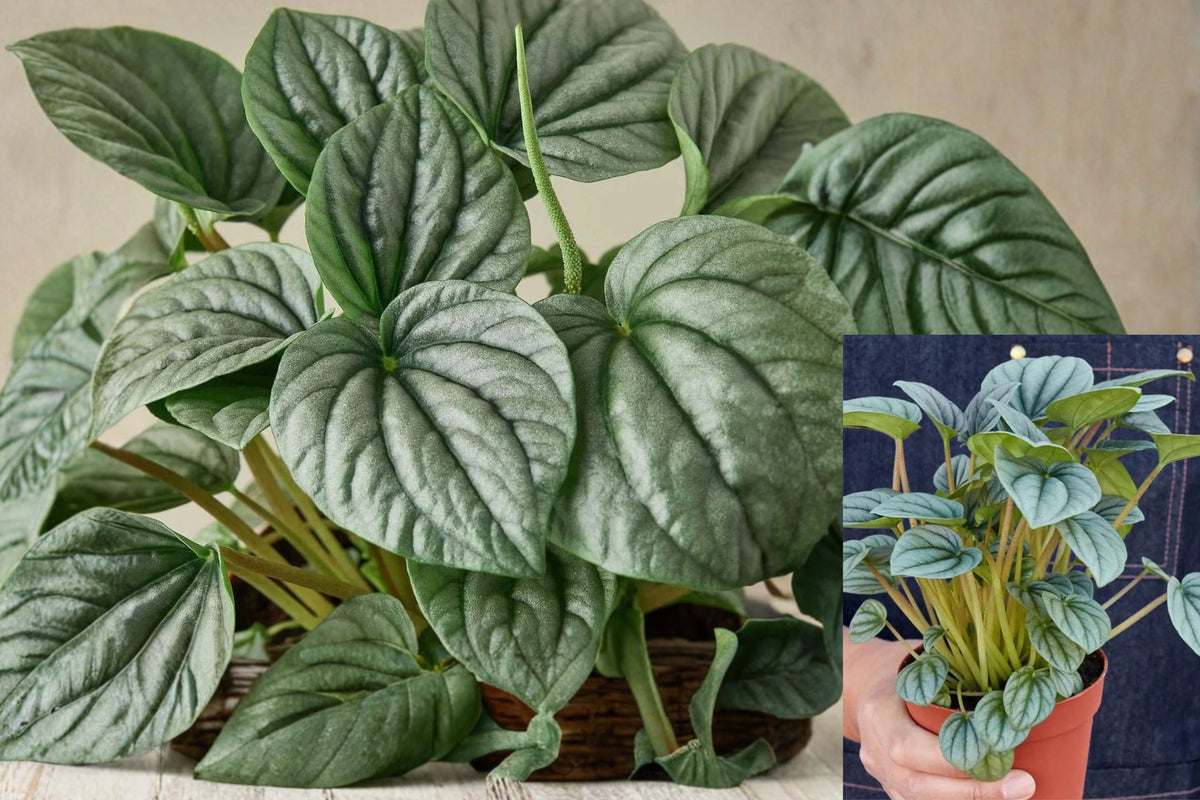 Peperomia Frost Live Plant in 4-Inch Pot – Peperomia caperata