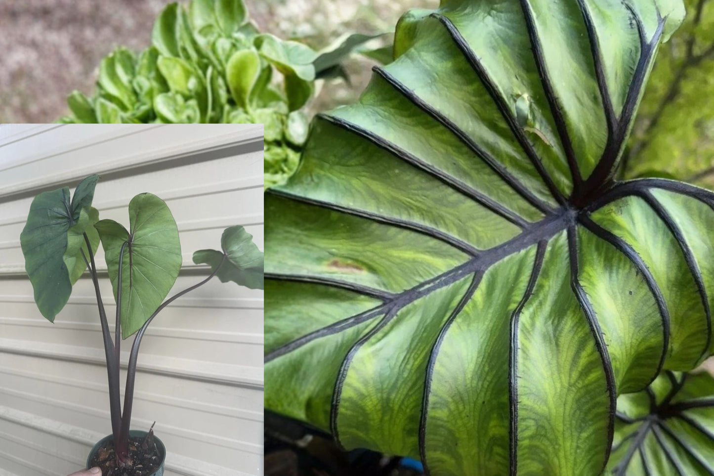 Pharaoh’s Mask Elephant Ear Live Plant – 1 Plant – Colocasia ‘Pharaoh’s Mask’ – 4-Inch Pot