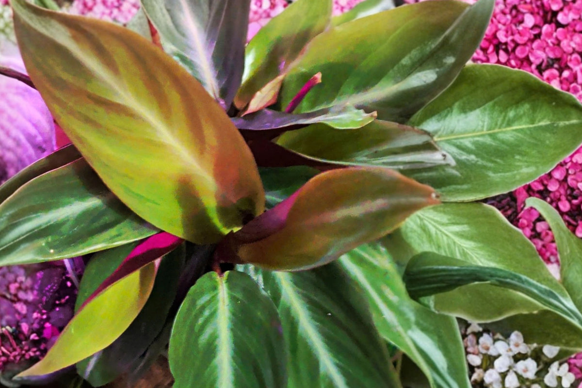Variegated Stromanthe Plant Plug – 1 Live Houseplant – Stromanthe