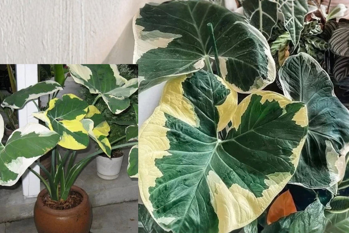 Variegated Elephant Ear Live Plant – 1 Plant – Xanthosoma sp.