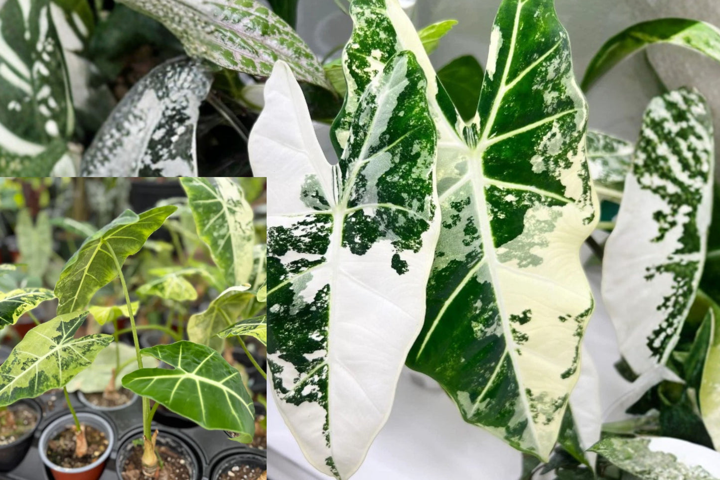 Alocasia Frydek Variegated Live Plant – 1 Plant – 4 Inch Pot