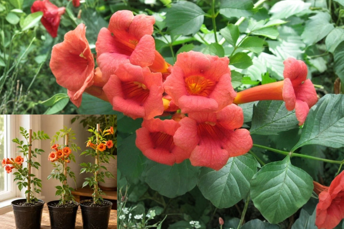 Flame Red Trumpet Vine 1+ Foot Bare Root Live Plant – Campsis radicans