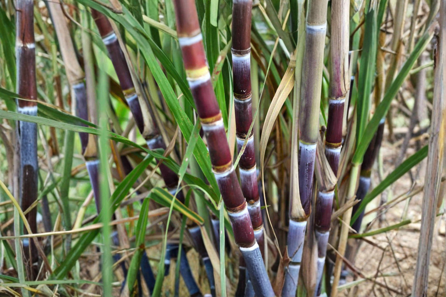Sugarcane 2 Cuttings – 2 Nodes Each – Saccharum Live Plant