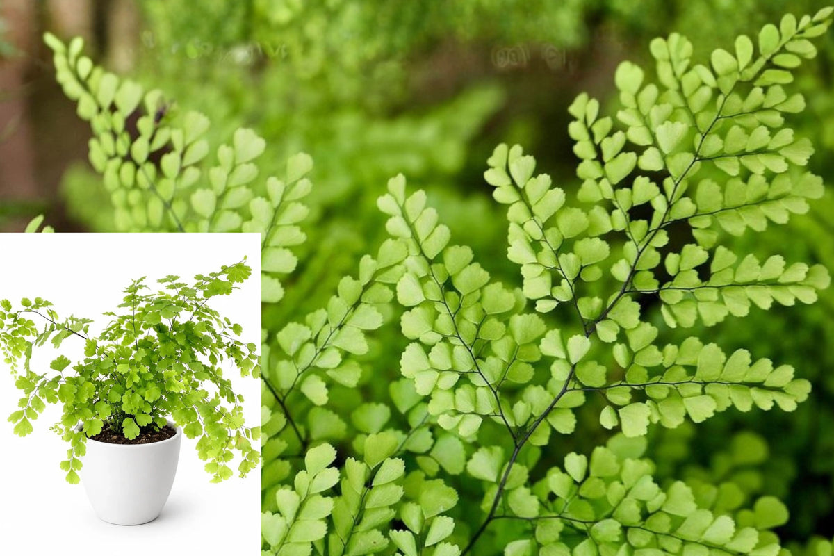 Maidenhair Fern Live Plant, Adiantum Raddianum, 4 Inch Potted Indoor Fern, Delicate Green Foliage Houseplant