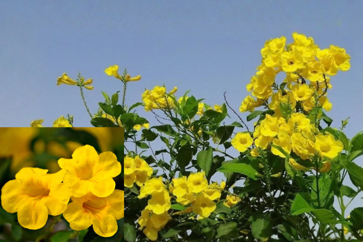 Yellow Bells Live Starter Plant 1 Plant 5–10" – Tecoma stans