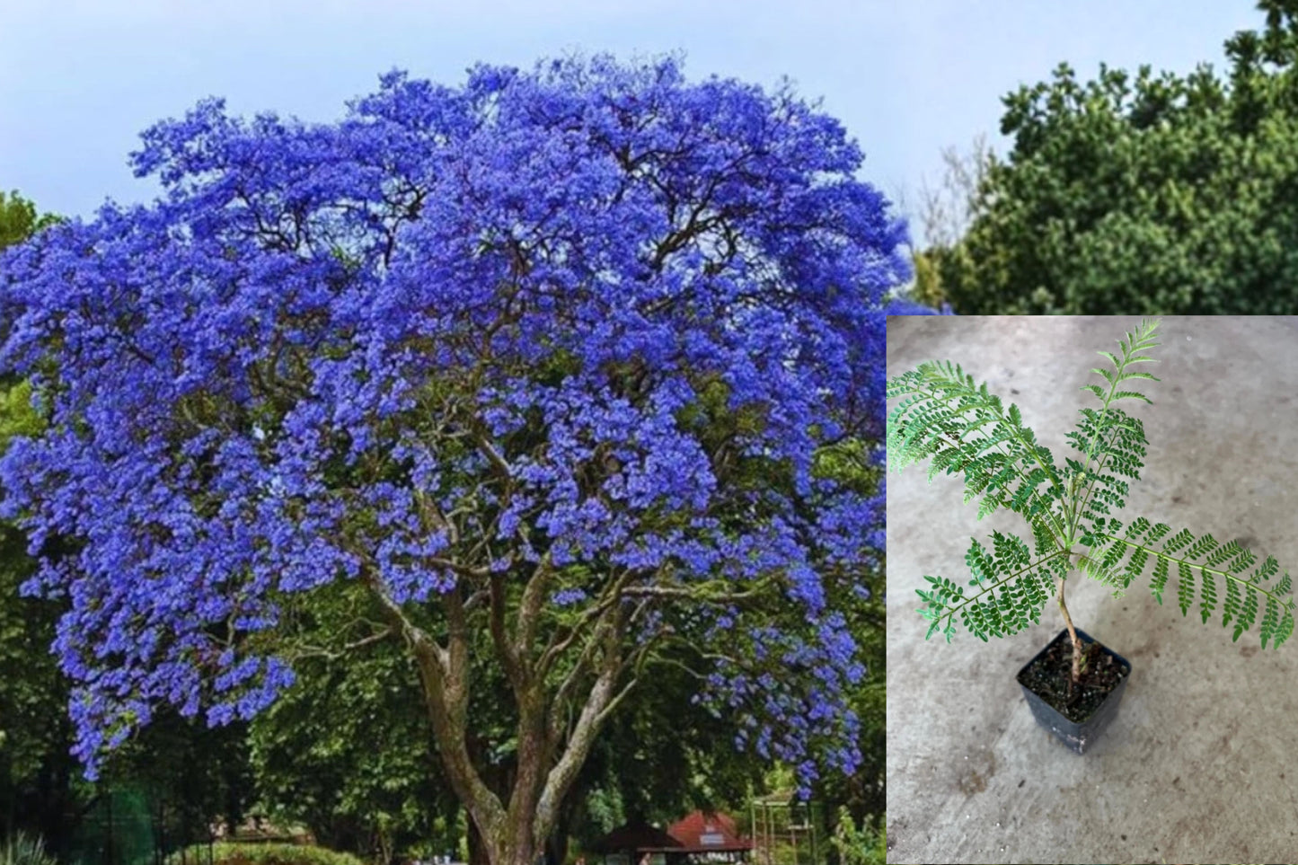 Blue Jacaranda 1 Live Plant – Jacaranda mimosifolia in 3-Inch Pot