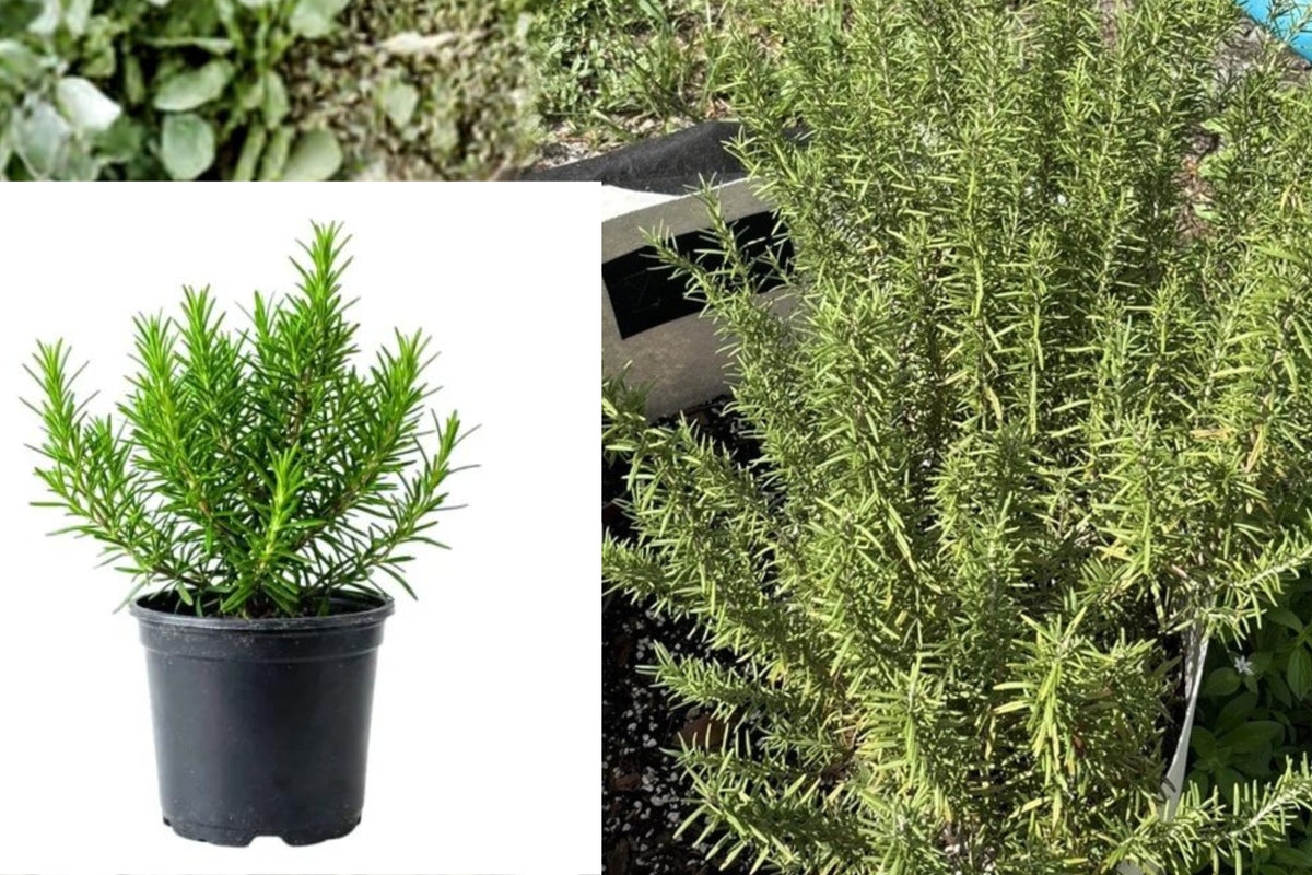 5 Live Rosemary Herb Plants, Rooted 4 Inch Potted Rosemary, Heat Tolerant Culinary Herb, Fragrant Mediterranean Garden Plant