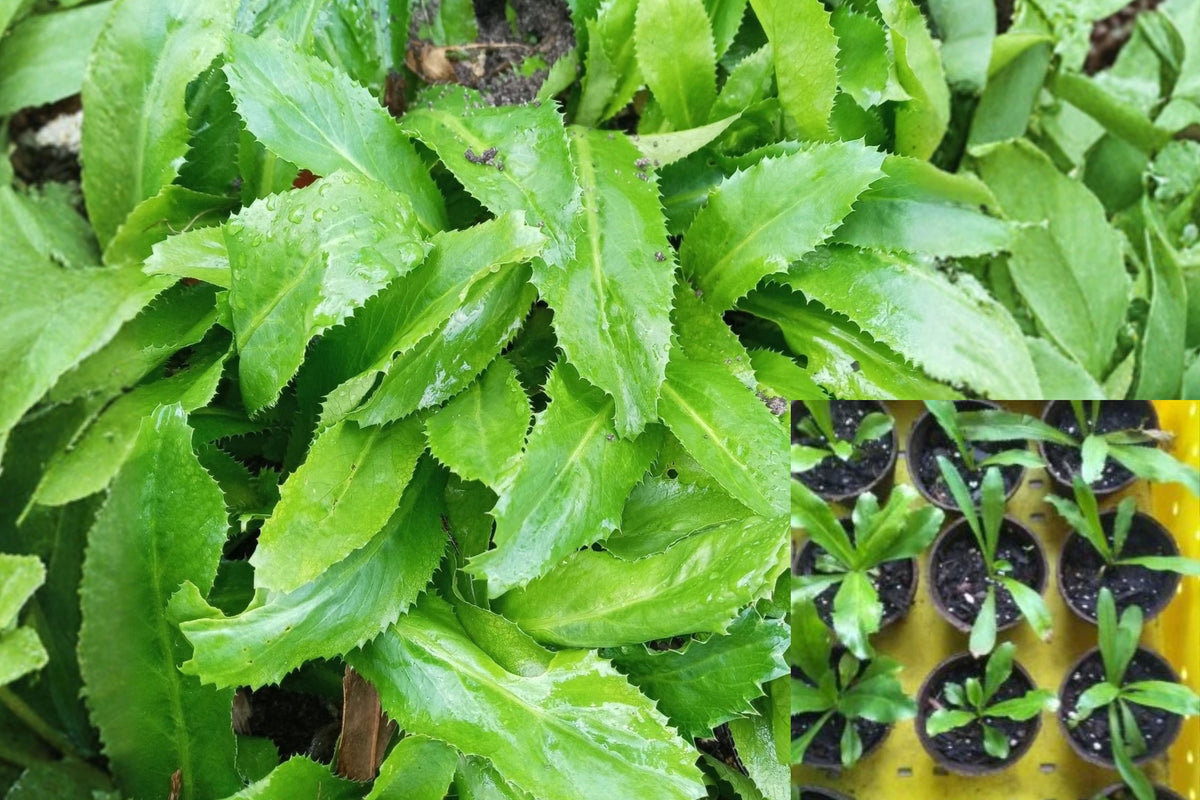 6 Live Culantro Plants, Eryngium Foetidum, Ngo Gai Recao Herb, Rooted Culinary Herb Starters, Ships in Moist Soil