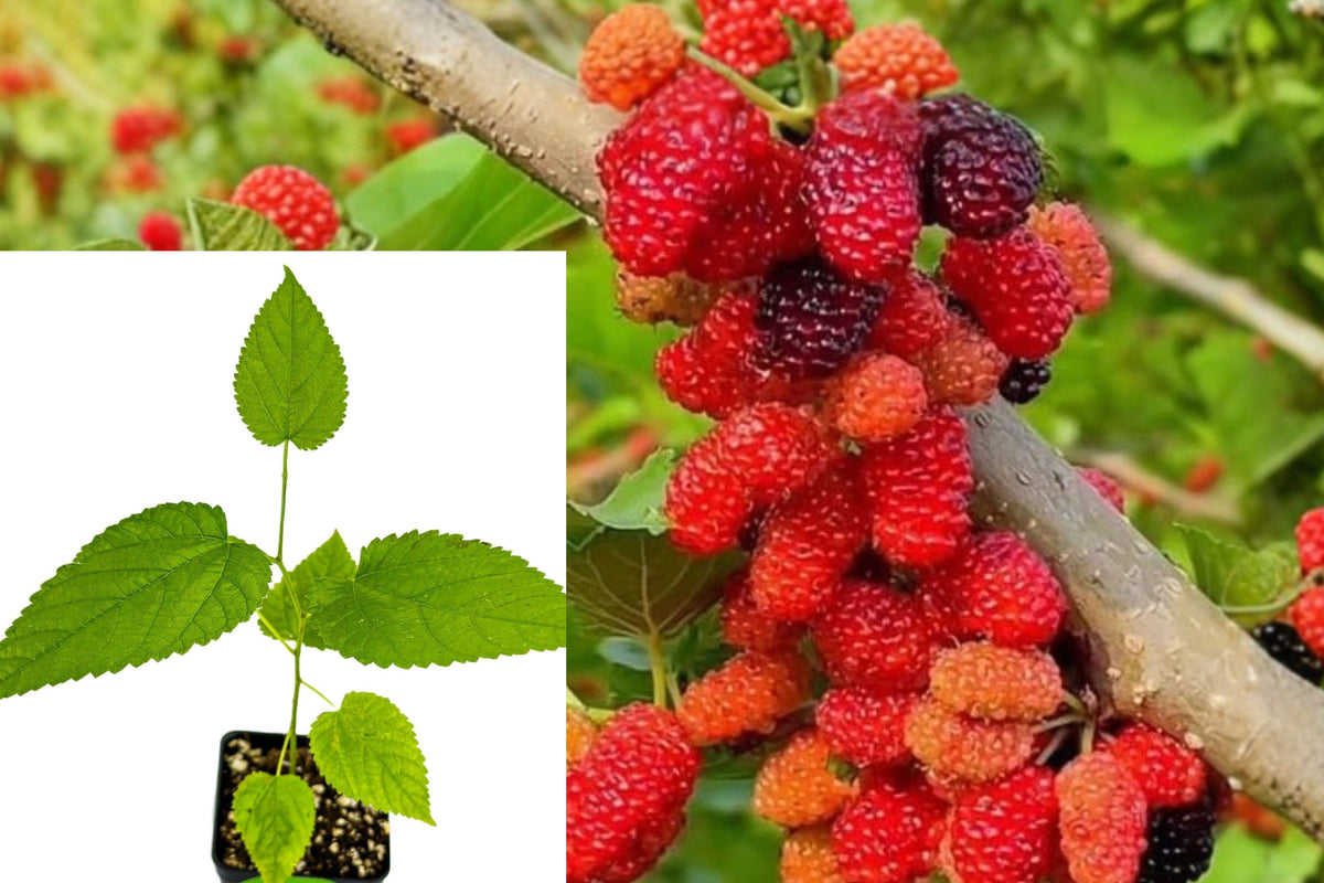 Live Mulberry Tree Plant, 5–8 Inch Rooted Starter, Fruit Tree Seedling for Outdoor Garden, Patio and Home Orchard, Ships Without Pot