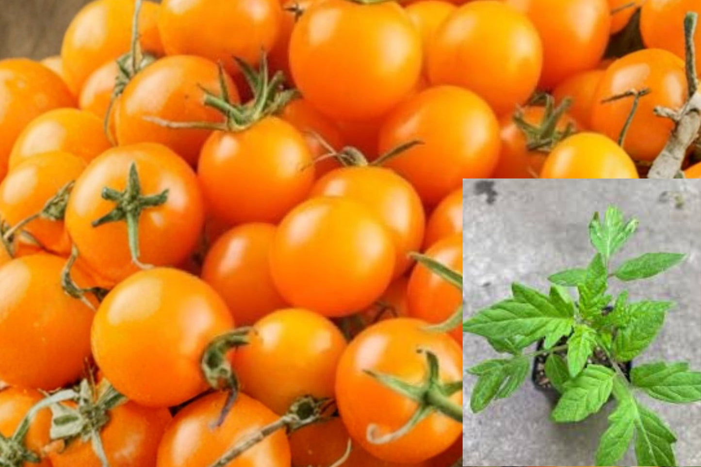 SunGold Cherry Tomato Live Plant – 1 Plant – Solanum lycopersicum
