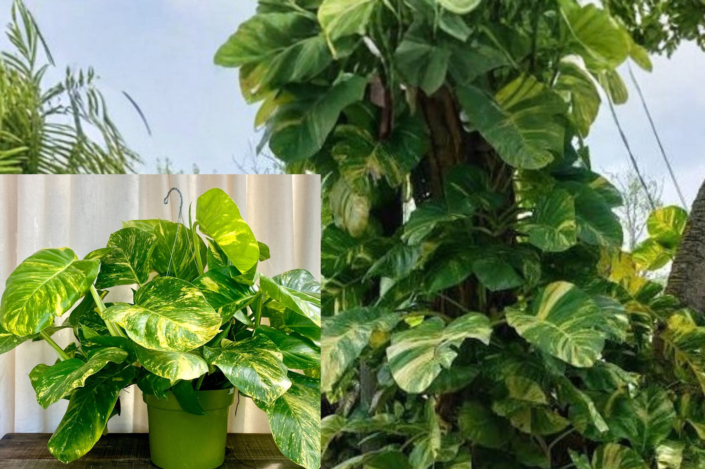 Variegated Giant Golden Pothos 1 Rooted Plant – 2.5" Pot