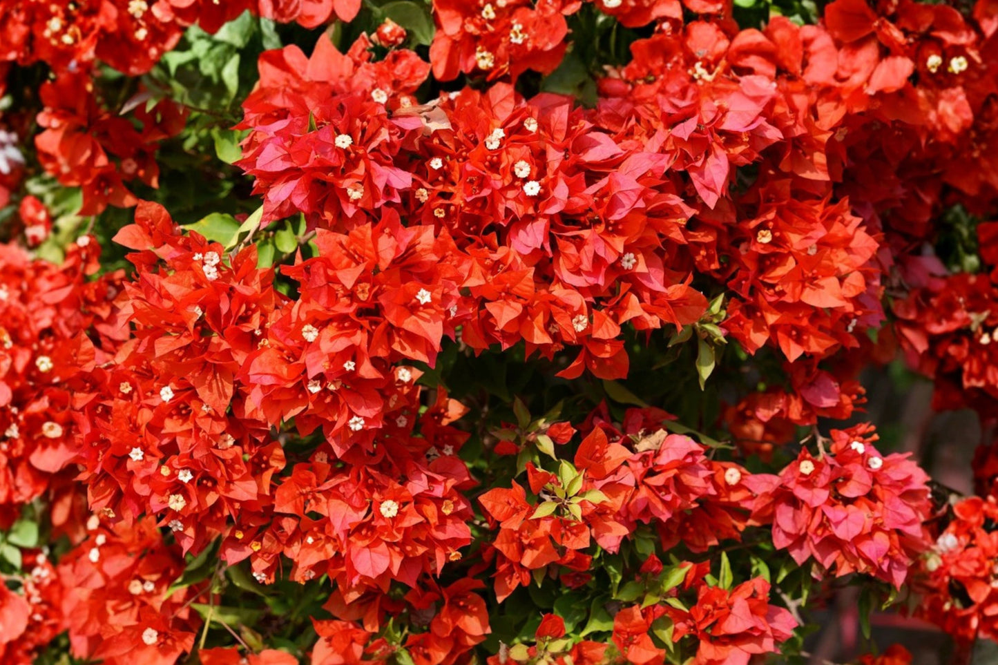 Flame Bougainvillea 3 Live Plants – 4–6 Inch Flowering Vines