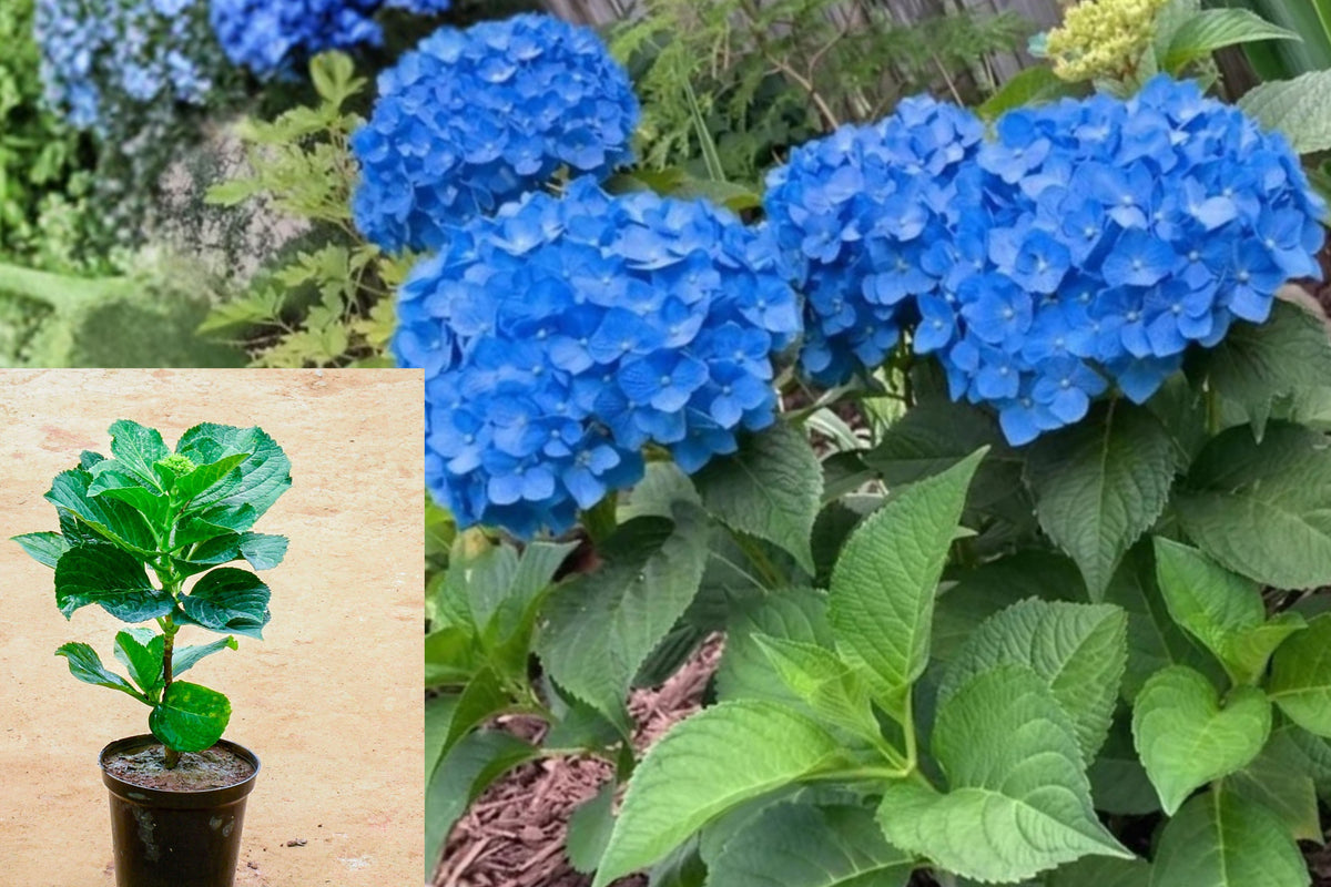 Blue Hydrangea Live Plant, 6–10 Inch Potted Hydrangea Starter, Flowering Garden Shrub for Patio, Outdoor Landscaping Plant