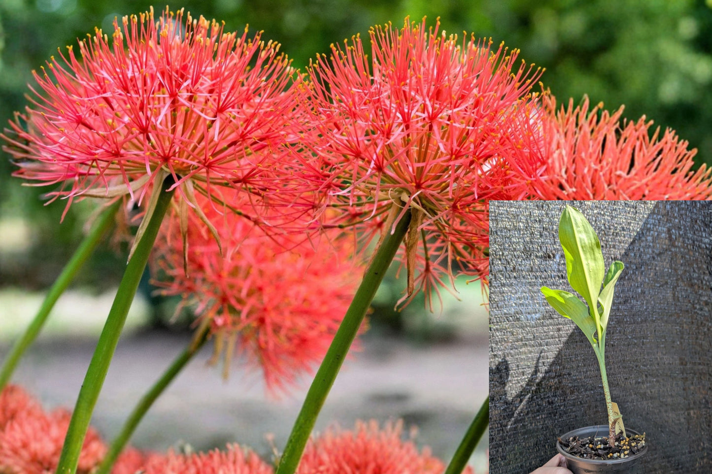 African Blood Lily Live Rooted Plant – Haemanthus Red Flowering Perennial