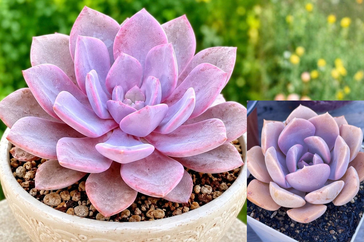 Graptoveria ‘Debbie’ Succulent – 3-Inch Rooted Bare Root Plant