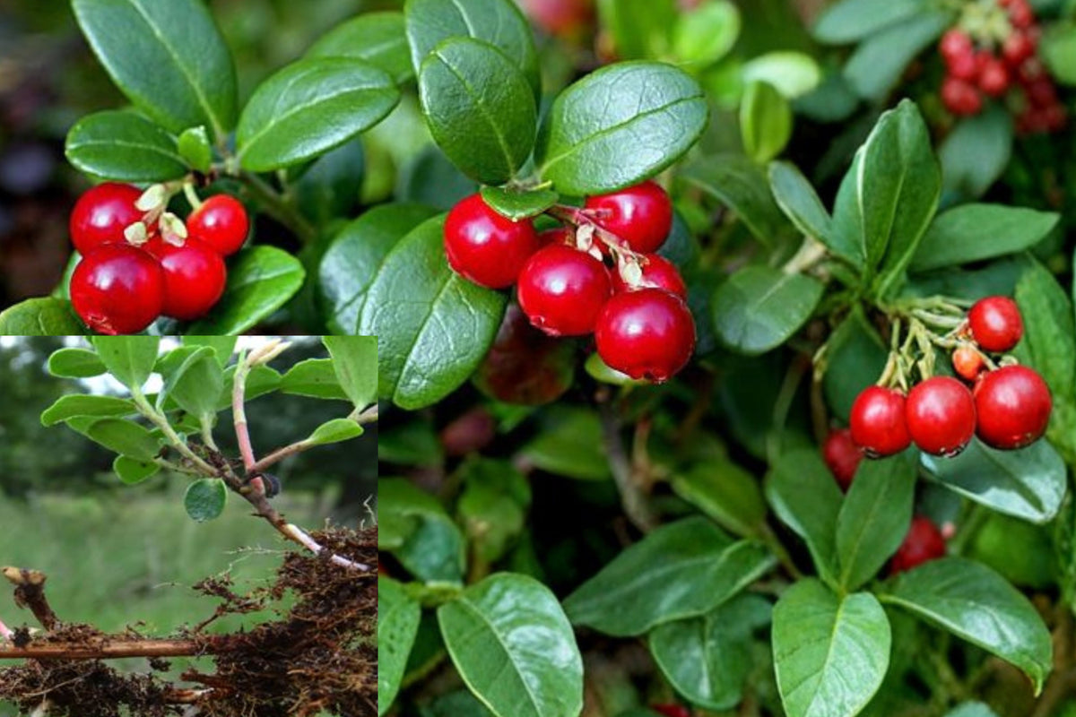 Lingonberry Live Rhizomes, 5 Bare Root Vaccinium vitis-idaea Plants, Cold Hardy Evergreen Ground Cover, Acid-Loving Berry Plant