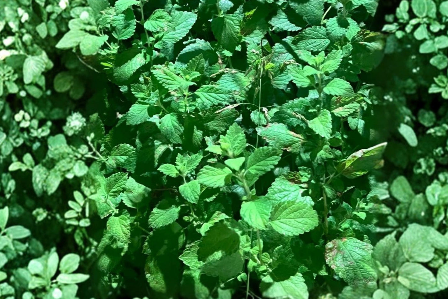 Lemon Balm Live Plant 1 – 11–16" Tall – Melissa officinalis – Perennial Herb