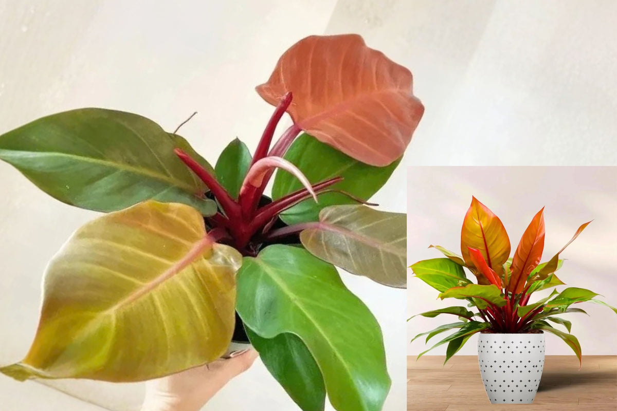 McColley’s Finale Philodendron Live Plant – Potted Tropical Houseplant