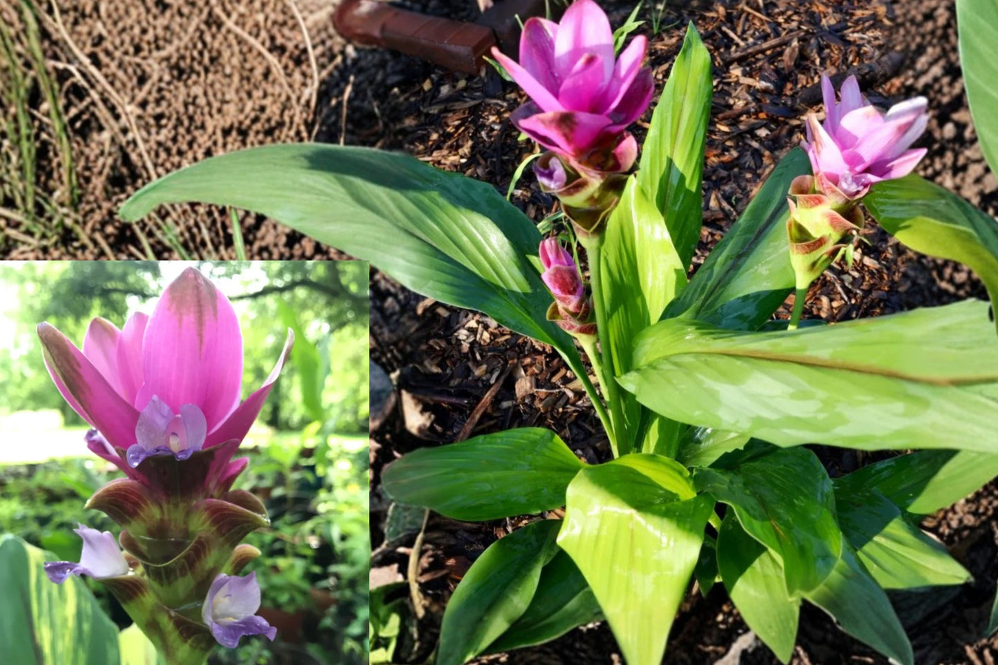 Siam Shadow Ginger Live Plant – 4–6" Tall – Curcuma ‘Siam Shadow’ – No Pot