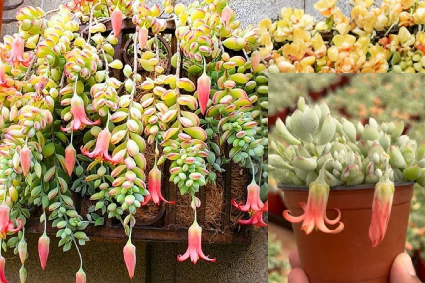 Cotyledon Pendens Live Succulent Plant – 4-Inch Pot – Trailing