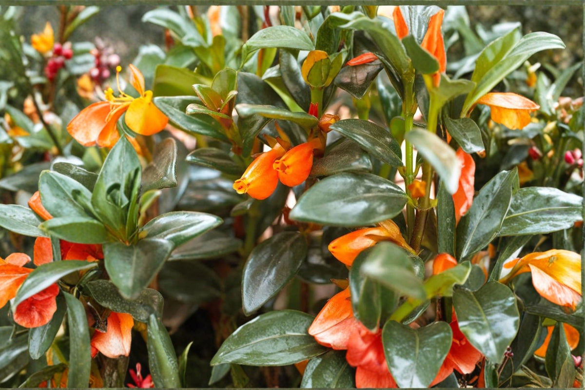 Goldfish Plant ‘Orange’ 1 Live Plant – 3–6 Inches Tall – Nematanthus