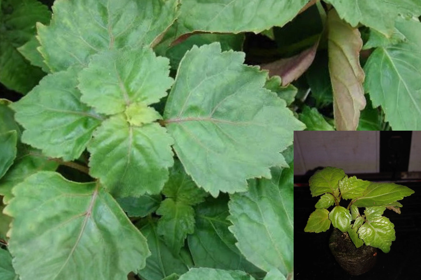 Patchouli Live Plant – Pogostemon cablin – Peat Moss Plug