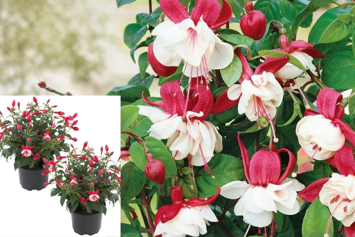 2 Live Swingtime Fuchsia Plants, Red and White Flowers, 5 Inch Potted Plants, Trailing Flowering Perennials for Hanging Baskets