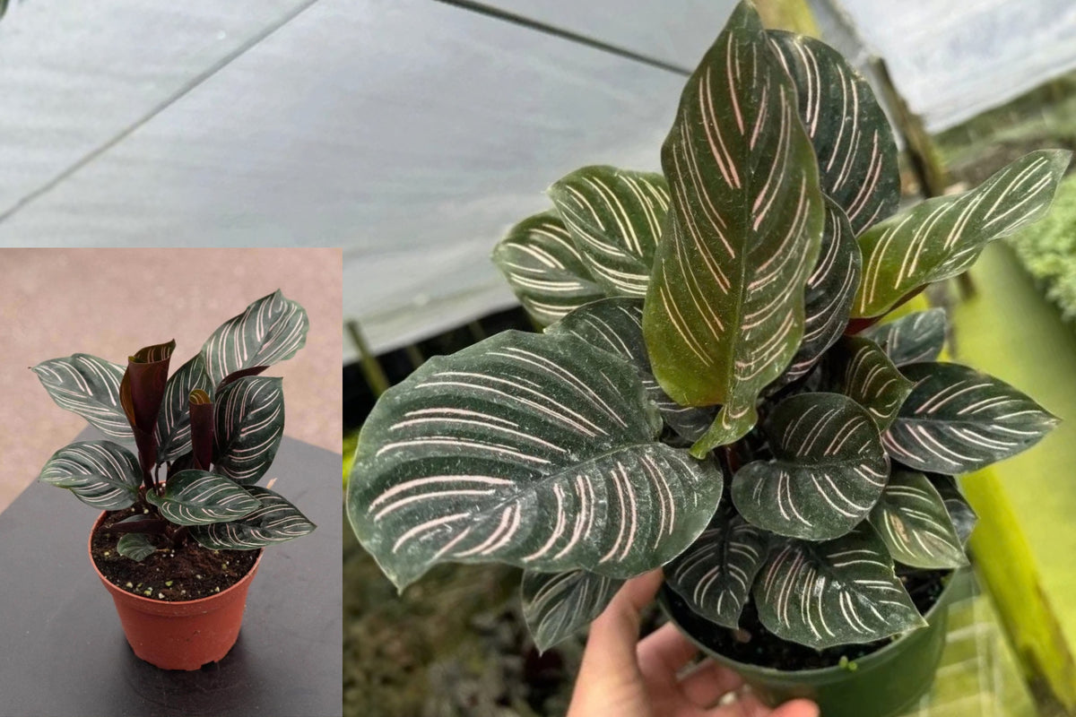 Calathea Ornata Live Plant – 1 Plant – 6" Pot – Pinstripe Prayer Plant