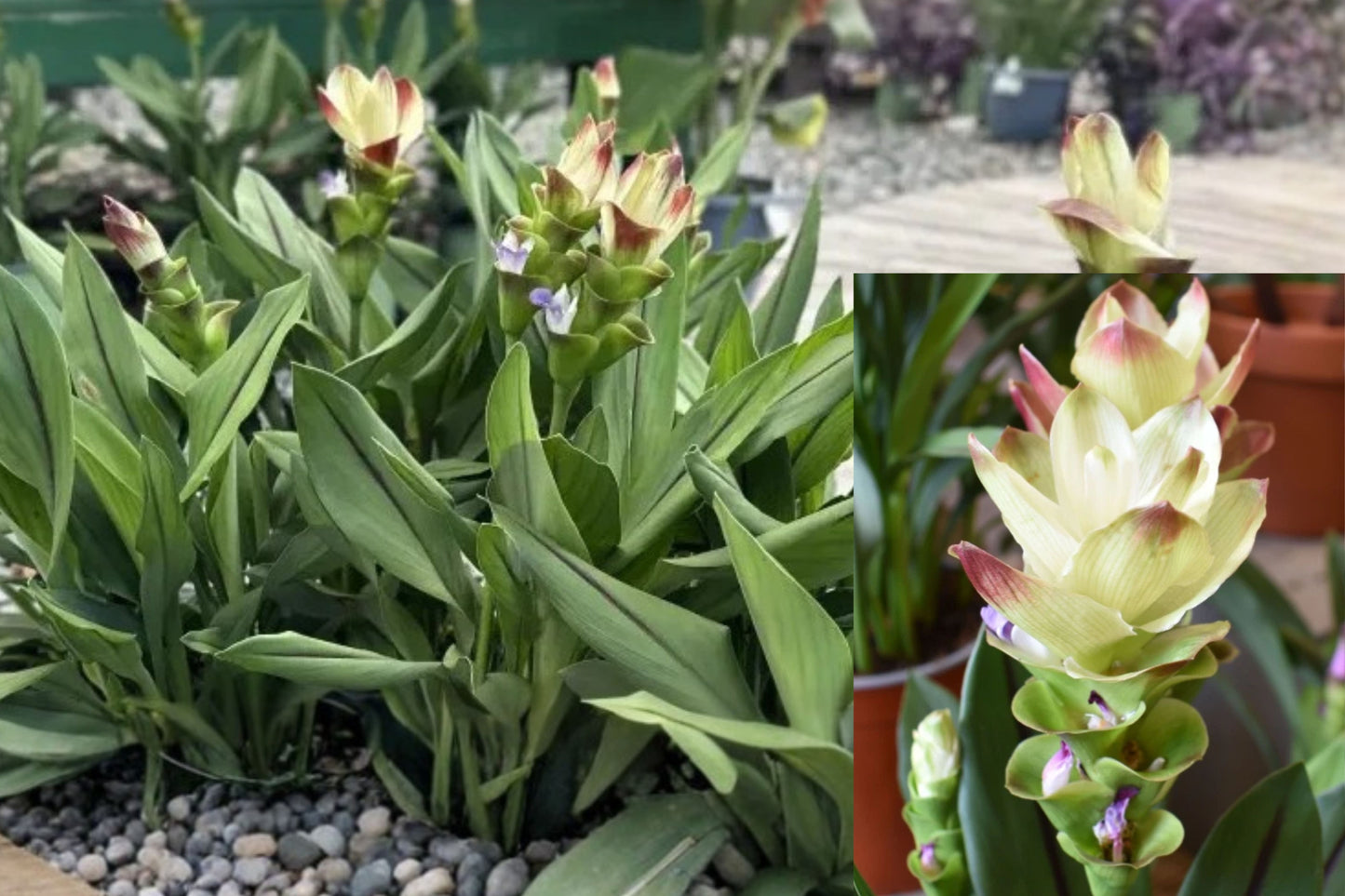 Siam Solar Curcuma Live Plant – 1 Starter Plant – Curcuma Ginger Flower